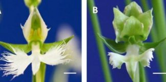 Research: Mechanism behind orchid beauty revealed —