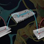 Study: Taking the brain apart to put it all together again — (Details)