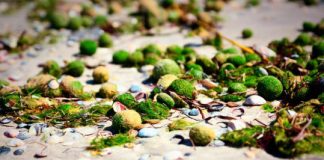 Research: To float or not to float? Mystery solved as to why algae balls float and sink —