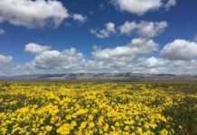 Research: California plain shows surprising winners and losers from prolonged drought —