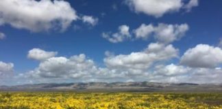 Research: California plain shows surprising winners and losers from prolonged drought —