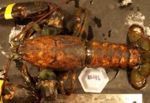 Research: Suggests earlier springs and hotter summers foster increase in shell infections —