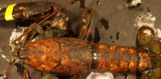 Research: Suggests earlier springs and hotter summers foster increase in shell infections —