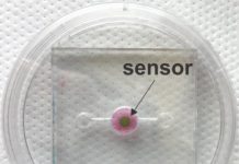 Tech: Biosensor allows real-time oxygen monitoring for ‘organs-on-a-chip’ — (Report)