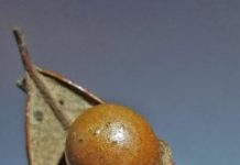 Research: Biologists document dueling parasites on South Florida oak trees —