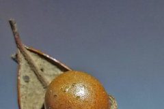 Research: Biologists document dueling parasites on South Florida oak trees —