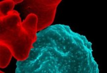 Research: New insights on the origins of deadly infectious diseases vital to understanding emergence of human pathogens —