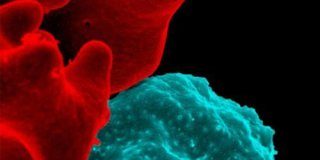 Research: New insights on the origins of deadly infectious diseases vital to understanding emergence of human pathogens —