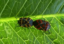 Research: Environmentally friendly and sustainable alternatives to insecticides could save farmers millions of dollars —