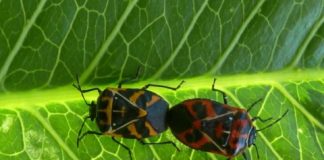 Research: Environmentally friendly and sustainable alternatives to insecticides could save farmers millions of dollars —