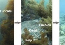 Research: What’s behind the retreating kelps and expanding corals? —