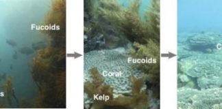 Research: What’s behind the retreating kelps and expanding corals? —