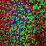 Study: How do muscles know what time it is? — (Details)