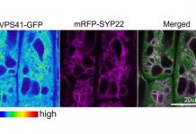 Research: Plant protein complex plays large role in important growth and development process —