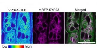 Research: Plant protein complex plays large role in important growth and development process —