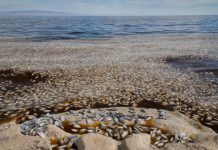 Research: New research shows domoic acid from ocean algae is a growing problem —