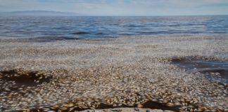 Research: New research shows domoic acid from ocean algae is a growing problem —