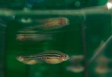 Research: Discovery could one day lead to new therapies to trigger regeneration in humans —