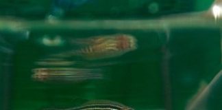 Research: Discovery could one day lead to new therapies to trigger regeneration in humans —