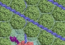 Research: Researchers target protein that protects bacteria’s DNA ‘recipes’ —