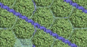 Research: Researchers target protein that protects bacteria’s DNA ‘recipes’ —