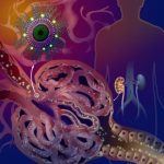 Study: Nanoparticle targets kidney disease for drug delivery — (Details)