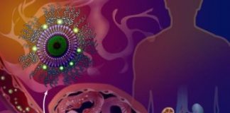 Study: Nanoparticle targets kidney disease for drug delivery — (Details)