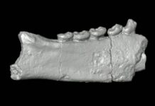 Research: Specimens suggest Madagascar’s lemurs were not the first mammals on the island —