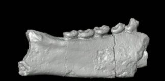 Research: Specimens suggest Madagascar’s lemurs were not the first mammals on the island —