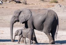 Research: Orphaned elephants have a tougher social life —