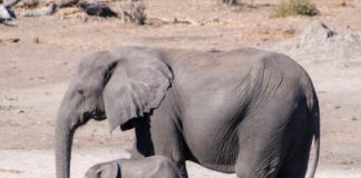 Research: Orphaned elephants have a tougher social life —