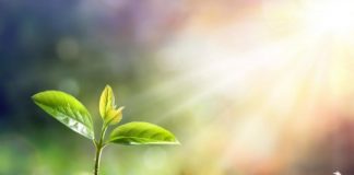 Research: Key to mass-producing beneficial plant compounds —