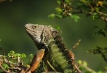 Research: For exotic pets, the most popular are also most likely to be released in the wild —