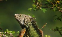 Research: For exotic pets, the most popular are also most likely to be released in the wild —