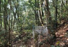 Research: Species-rich forests better compensate environmental impacts —