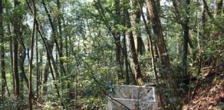 Research: Species-rich forests better compensate environmental impacts —