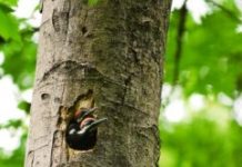 Research: Woodpeckers and development coexist in Seattle —