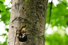 Research: Woodpeckers and development coexist in Seattle —