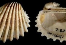 Research: Evolution might favor ‘survival of the laziest’ —