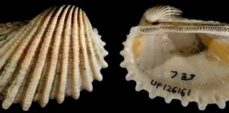 Research: Evolution might favor ‘survival of the laziest’ —