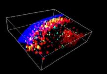 Research: The new micro-organ is the place where the immune system ‘remembers’ diseases it has been vaccinated against —