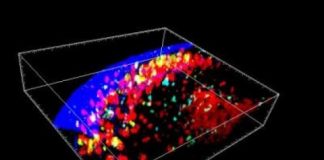 Research: The new micro-organ is the place where the immune system ‘remembers’ diseases it has been vaccinated against —