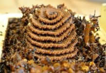 Research: Bees need it colorful —