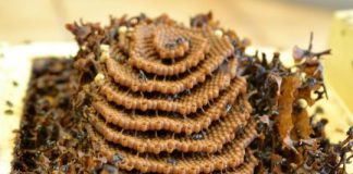 Research: Bees need it colorful —