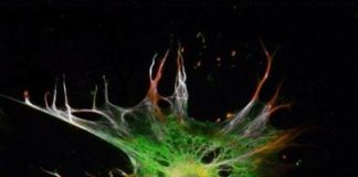 Study: New method grows brain cells from stem cells quickly and efficiently — (Details)