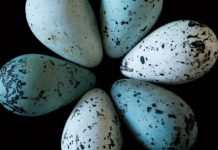 Research: Pointy eggs more likely to stay put in birds’ cliffside nests, study finds —