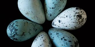 Research: Pointy eggs more likely to stay put in birds’ cliffside nests, study finds —