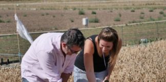 Research: Epigenome of bread wheat mapped to piece together its genetic heritage —