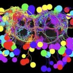 Study: When confronted, a single neuron helps a fruit fly change course — (Details)