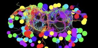 Study: When confronted, a single neuron helps a fruit fly change course — (Details)